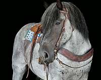 youth-draft-horse