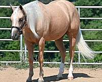 athletic-quarter-horse