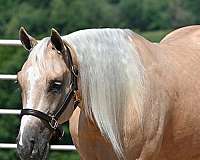 flashy-quarter-horse