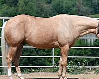 performance-quarter-horse