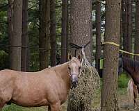 ranch-quarter-horse