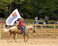 ranch-versatility-quarter-horse