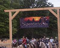 reining-quarter-horse