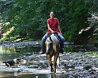 show-quarter-horse