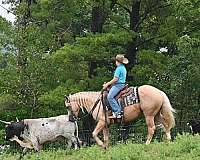 trail-quarter-horse