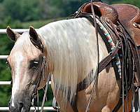 western-riding-quarter-horse