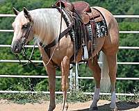 working-cattle-quarter-horse