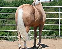 youth-quarter-horse