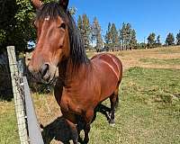 cart-harness-mare