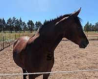 kentucky-friesian-horse
