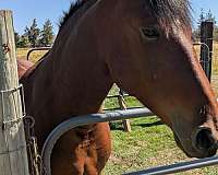 cart-harness-friesian-horse