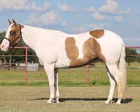 ranch-versatility-paint-horse