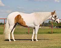 trail-riding-paint-horse