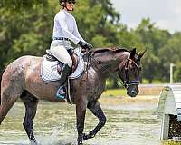 athletic-quarter-horse