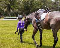 flashy-quarter-horse