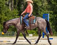 husband-safe-quarter-horse