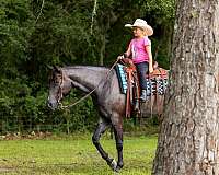 jumping-quarter-horse