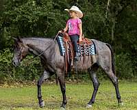 ranch-quarter-horse