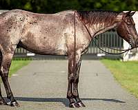 ranch-work-quarter-horse