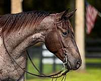 ridden-english-quarter-horse
