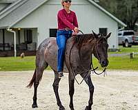ridden-western-quarter-horse
