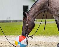 show-quarter-horse