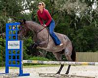 trail-quarter-horse