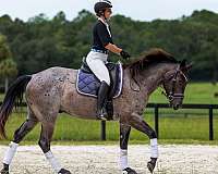 trail-riding-quarter-horse