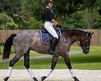 working-cattle-quarter-horse