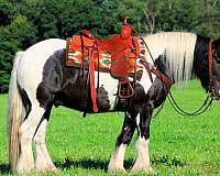 athletic-gypsy-vanner-horse