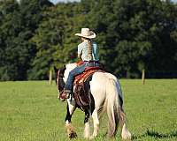 flashy-gypsy-vanner-horse