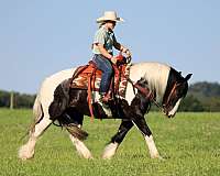 lesson-gypsy-vanner-horse