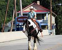 ranch-gypsy-vanner-horse