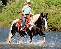 ranch-work-gypsy-vanner-horse