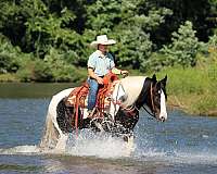 show-gypsy-vanner-horse