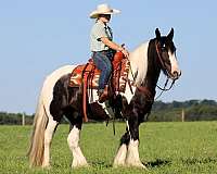 trail-gypsy-vanner-horse