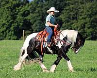 trail-riding-gypsy-vanner-horse
