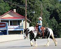 western-riding-gypsy-vanner-horse