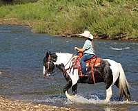 working-cattle-gypsy-vanner-horse