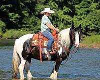 youth-gypsy-vanner-horse