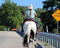 piebald-gypsy-vanner-gelding