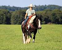 piebald-all-around-horse