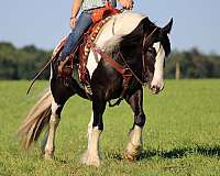 piebald-athletic-horse
