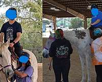 all-around-standardbred-horse