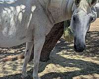 spot-on-nearside-of-neck-horse
