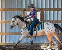 athletic-draft-horse