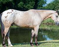draft-horse