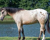 eventing-draft-horse