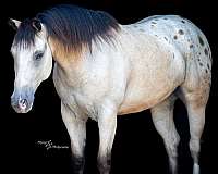 flashy-draft-horse