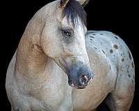horsemanship-draft-horse